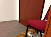 开云下载-当红龙之翼掠过F1赛道，威尔士绝杀之夜与阿拉巴的跨界统治